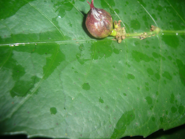 (Flacuratiaceae) Phyllobotryum spathulatum