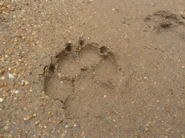 Empreinte de lion rencontrée sur le terrain au Parc National de la Benoué