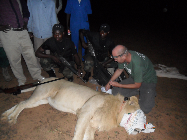 Lion immobilisé chimiquement