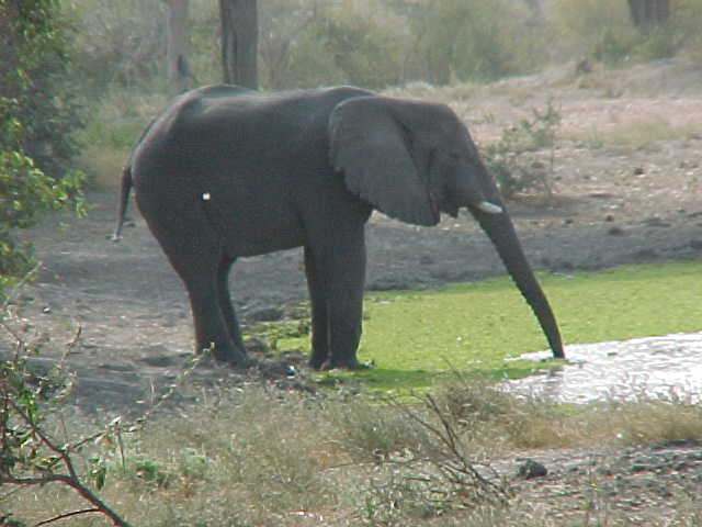 Elephant Waza