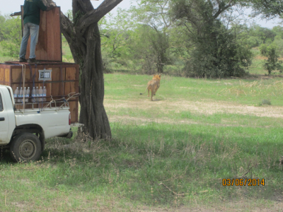 TRANSLOCATION DU LION (PANTHERA LEO) DE LA RESERVE DE KALFOU POUR LE PARC NATIONAL DE WAZA