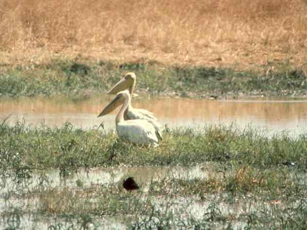 Pelecanus rufescens