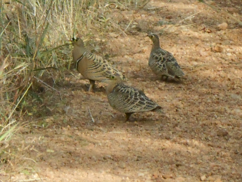 Ganga (Pterocles quadricinctus)