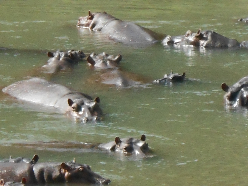 Groupe d'hippo